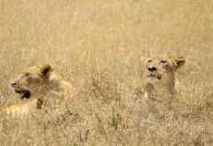 Löwinnen, Ngorongorokrater &copy; Foto: S.Schlesinger