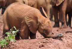 Elefanten-Waisen in Nairobi &copy; Foto: Marco Penzel | Outback Africa