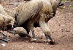 Weißrückengeier, Geierfütterung Victoria Falls Safari Lodge &copy; Foto: Susanne Schlesinger | Outback Africa