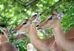 Impalas im Chobe Nationalpark  &copy; Foto: S.Schlesinger| Outback Africa
