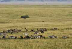 Massai Mara, Treck aus Gnus und Zebras &copy; Foto: Susanne Schlesinger | Outback Africa