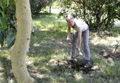 Baum pflanzen im Sanctuary Olonana Camp