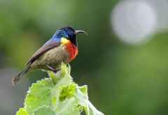 Moreaus Nektarvogel (Moreau's Sunbird), Empakaai-Krater &copy; Foto: Judith Nasse | Outback Africa