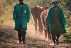 Die letzten Elefantenkinder kommen mit den Pflegern zurück &copy; Foto: Susanne Schlesinger | Outback Africa