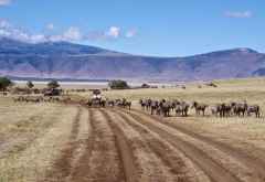 Zebraherde im Ngorongoro-Krater &copy; Foto: Judith Nasse | Outback Africa Erlebnisreisen