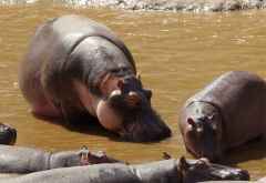 Flusspferde am Mara River, Massai Mara &copy; Foto: Judith Nasse | Outback Africa
