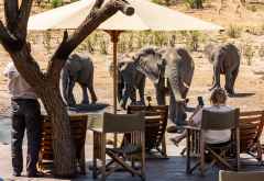 Elefanten am Pool des Somalisa Acacia Camps &copy; Foto: Marco Penzel | Outback Africa