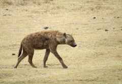 Hyäne, Ngorongorokrater &copy; Foto: S.Schlesinger