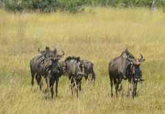 Gnuherde, Pirschfahrt auf Hunda Island, Okavango-Delta &copy; Foto: Ulrike Pârvu | Outback Africa
