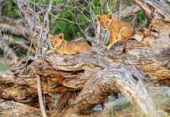 Junge Löwen im Okavango-Delta &copy; Foto: Marco Penzel | Outback Africa