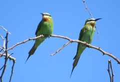 Blauwangenspinte (Blue-cheeked Bee-eater), Liwonde Nationalpark &copy; Foto: Susanne Schlesinger | Outback Africa