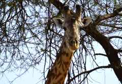 Giraffe im Ruaha Nationalpark &copy; Foto: Ulrike Pârvu | Outback Africa