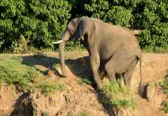 Junger Elefant am Ufer, Bootsafari Ruckomechi Camp &copy; Foto: Ulrike Pârvu | Outback Africa Erlebnisreisen