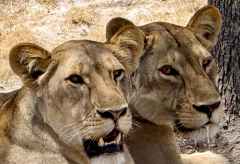 Löwinnen im Ruaha Nationalpark, Südtansania &copy; Foto: M. Riede / R. Kausen