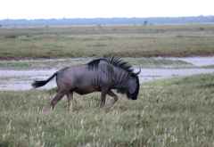 Streifengnu in Makgadikgadi &copy; Foto: Robert Schlesinger