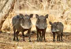 Warzenschweine im Mana Pools Nationalpark &copy; Foto: Renate Kausen | Maik Riede