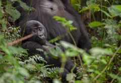 Gorilla im Bwindi Nationalpark, Uganda &copy; Foto: Marco Penzel | Outback Africa