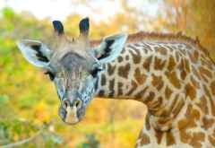 Thornicroft-Giraffe, South Luangwa Nationalpark © Foto: Thornicroft Lodge