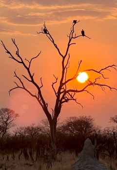 Sonnenuntergang im Hwange Nationalpark &copy; Foto: Renate Kausen | Maik Riede