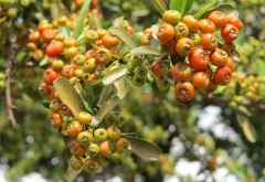 Rowan Tree (Vogelbeerbaum), Road Lodge, Rivonia, Johannesburg &copy; Foto: Susanne Schlesinger | Outback Africa