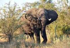Elefant im Kwando Reservat &copy; Foto: Marco Penzel | Outback Africa