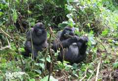 Es kommt mal wieder Besuch! Die habituierten Gorillas bleiben bei der Begegnung mit Menschen entspannt, Bwindi, Uganda © Foto: Ulrike Pârvu | Outback Africa Erlebnisreisen