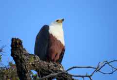 Schreiseeadler am Chobe © Foto: Susanne Schlesinger | Outback Africa