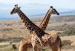 Giraffen im Ngorongoro-Hochland © Foto: Marco Penzel | Outback Africa