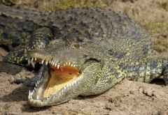 Krokodil am Ufer des Chobe  &copy; Foto: S.Schlesinger| Outback Africa