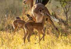 Impala mit Nachwuchs, Khwai Reservat &copy; Foto: Marco Penzel | Outback Africa