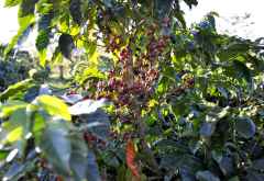 Auch Kaffee wird auf der Satemwa-Farm angebaut &copy; Foto: Svenja Penzel | Outback Africa