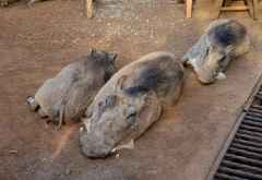Tiefenentspannte Warzenschweine im Sheldrick Wildlife Trust &copy; Foto: Susanne Schlesinger | Outback Africa
