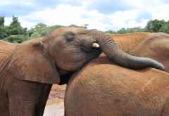 DSWT, auch junge Elefanten sind schon sehr sozial &copy; Foto: Svenja Penzel | Outback Africa