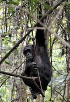 Schimpansentracking im Mahale Nationalpark © Foto: Marco Penzel | Outback Africa