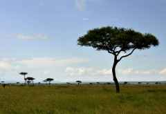 Schirmakazien in der Massai Mara &copy; Foto: Svenja Penzel | Outback Africa
