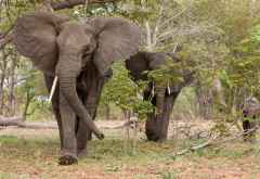 Elefanten im Chobe Nationalpark &copy; Foto: Marco Penzel | Outback Africa