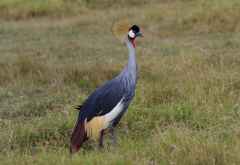 Kronenkranich im Amboseli Nationalpark, Kenia &copy; Foto: Judith Nasse | Outback Africa