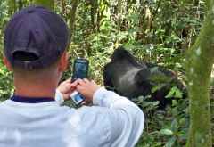 Begegnung mit einem Silberrücken beim Gorilla-Tracking &copy; Foto: Ren