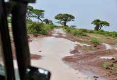Die Regenzeit beginnt in Amboseli © Foto: Marco Penzel | Outback Africa