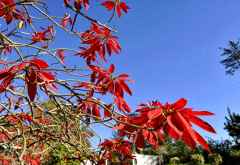 Weihnachtsstern, hier gleich ein ganzer Baum &copy; Foto: Svenja Penzel | Outback Africa