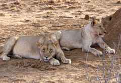 Löwen im Madikwe Wildreservat &copy; Foto: Jens Doering | Outback Africa