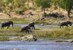 Ruaha River Lodge, Elefanten am Ufer des Ruaha &copy; Foto: Ulrike Pârvu | Outback Africa Erlebnisreisen