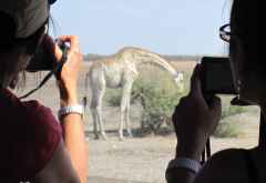 Giraffe als Fotomotiv, Etoscha Nationalpark &copy; Foto: Susanne Schlesinger | Outback Africa