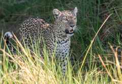 Junge Leopardin in Khwai, Botswana © Foto: Marco Penzel | Outback Africa
