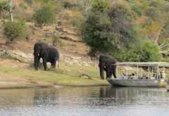 Bootssafari auf dem Chobe © Foto: Susanne Schlesinger | Outback Africa