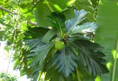 Brotfruchtbaum &copy; Foto: Angelika Krüger | Outback Africa
