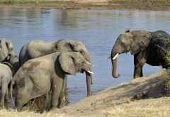 Elefanten im Ruaha Nationalpark &copy; Foto: Ulrike Pârvu | Outback Africa