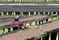 Kilimanjaro Plantation Ltd, Moshi &copy; Foto: S.Schlesinger