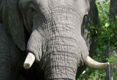 Elefant in Moremi &copy; Foto: Robert Schlesinger