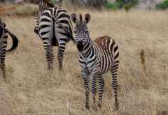 Zebra im Tarangire Nationalpark, Tansania &copy; Foto: Judith Nasse | Outback Africa